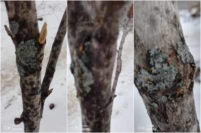 Нам пишут. «Зелёные облигации – банальный, тупой схематоз»